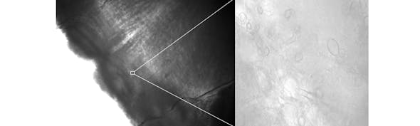 Patch Clamp Banner